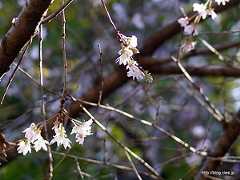 十月桜 - 日立中央研究所の秋の庭園開放 2012