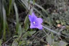 キキョウの花 - 向島百花園に菊を見に行く