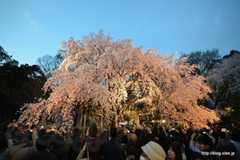 内庭大門付近のしだれ桜のライトアップ - 六義園のしだれ桜と大名庭園のライトアップ 2014 にいってきた