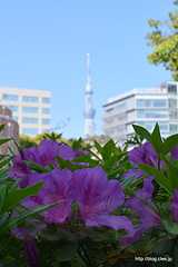 つつじとスカイツリー - 旧安田庭園でひとやすみ