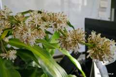 幸福の木の花 - 幸福の木が開花