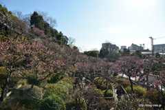 園内の様子 - 池上梅園で観梅