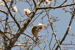 梅とメジロ - 宇佐神宮の境内めぐり