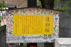 逢初桜の解説 - 吉原遊郭ゆかりの吉原神社