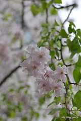 逢初桜 - 吉原遊郭ゆかりの吉原神社