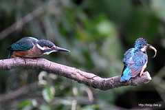 親に餌をねだるカワセミの子 - カワセミの親子のツーショット