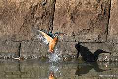 餌を捉えたカワセミ - 久しぶりに水元公園のカワセミを