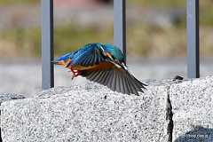 飛び込みをするカワセミ - 久しぶりに水元公園のカワセミを