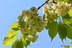 鬱金桜（ウコン桜） - 「ウコン桜」という黄緑色の桜を初めて見た