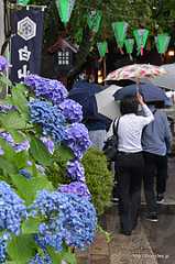 参道 - 白山神社のあじさいまつり