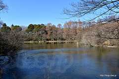 三宝寺池 - 石神井公園を散策