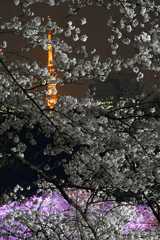 東京タワーと夜桜 - 千鳥ヶ淵の夜桜