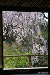 窓から見えるしだれ桜 - 旧安田楠雄邸庭園のしだれ桜はしばらく見納め？