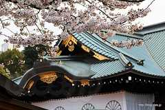 拝殿と桜 - 桜満開の靖國神社