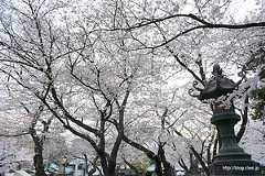 桜満開の境内 - 桜満開の靖國神社