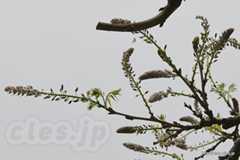藤棚 - 向島百花園でみつけた変な植物