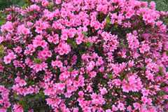 つつじ - 向島百花園でみつけた変な植物