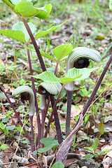 ムサシアブミ - 向島百花園でみつけた変な植物