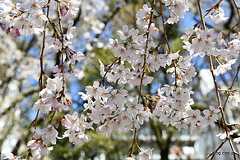 しだれ桜@六義園 - 都内は桜が見頃に