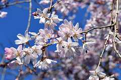 しだれ桜 - 千鳥ヶ淵戦没者墓苑