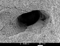 egg-shell-sem