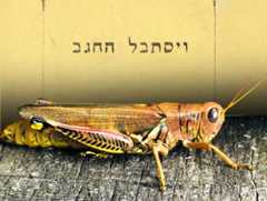 החגב המסכן שסכסך בין המלומדים