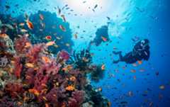 two divers explore a reef in Fiji