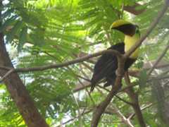 A Toucan in a Costa Rican Wildlife Sanctuary