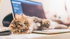 金融庁が主要行に立ち入り検査へ