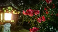 春の訪れは人より木々の方が敏感に察知している（はずだった）