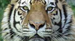 年末恒例、相場の干支占いはそろそろご卒業されてはいかがでしょうか