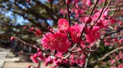 今年も梅屋敷に梅の花が咲きました!