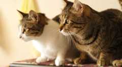 投信販売会社や運用会社の「中の人」が投信保有を開示、ちょっと安心でありがたや