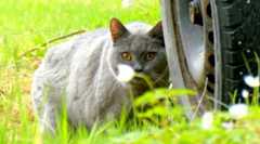 #222今日はシャルの誕生日🐱お別れは突然に🐱