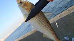 姉さん、釣り場で事件です