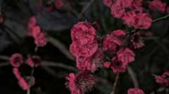 今年も梅屋敷に梅の花が咲きました