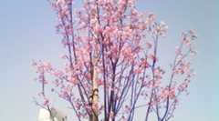 東京でも桜開花宣言