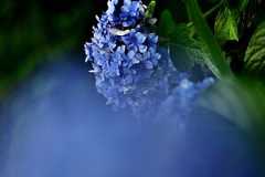 天幕城趾で花と昆虫撮影
