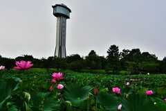 古代蓮の里　蓮の花