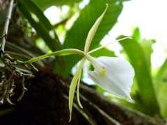 Epidendrum eburneum