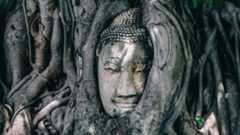 a stone head in the tree