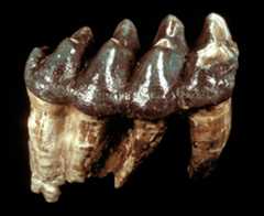 Mastodon Tooth