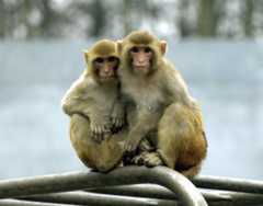 Rhesus Macaques