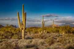 Arizona desert with Saguaro cactus