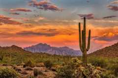 Sonoran Desert