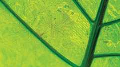 electronic traces on leaf face