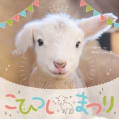 こひつじ🐑まつり