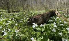 Collected On This Day: White Trillium from May 28, 1993