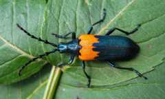 Can’t Choose Just One: Asking an Entomologist to Name Their Favorite Native Species