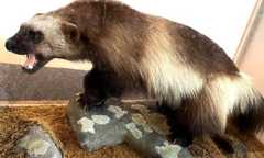 Wolverine:  Status Check For a Tournament Champion